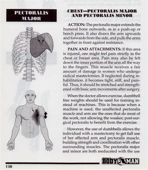 … (breastbone) in the human body: (Chest Muscles) Pectoralis Major and Minor