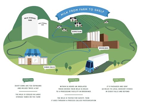 Farm To Table Milk S Journey And Process Hungry For Truth