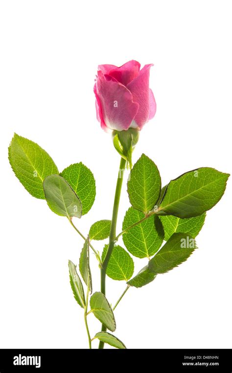 Pink Rose In Bloom With Stalk And Leaves Stock Photo Alamy
