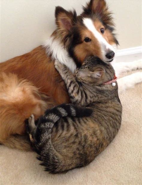 21 Adorable Photos Of Dogs And Cats Who Forgot The Rules And Fell In