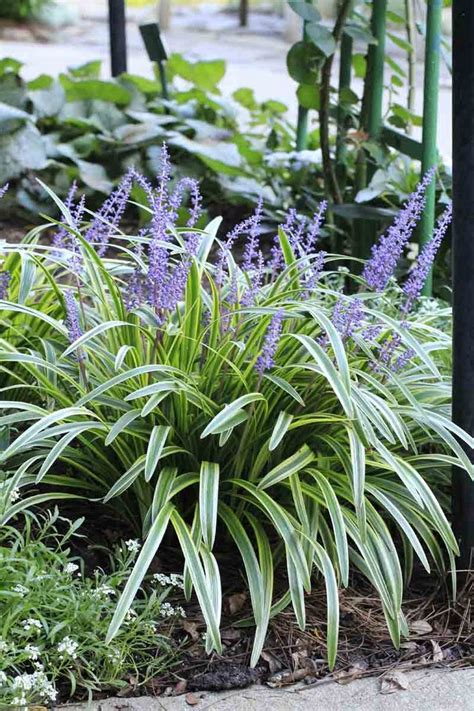 Liriope Variegated Lilyturf In 2021 Shade Garden Plants Front Yard