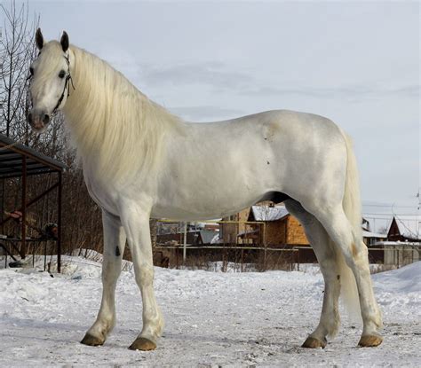 Orlov Trotter Stallion Beautiful Horses Trotters Most Beautiful Horses