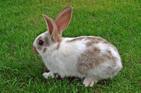 How To Stop Pet Rabbits From Digging Up The Lawn Hutch And Cage