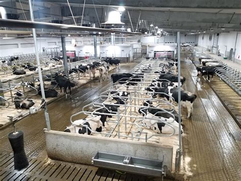 ROBOTIC MILKING: Deerfield Colony Case Study by: Ashley Graye - Dairy