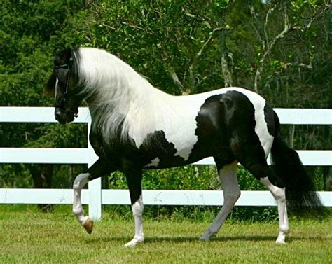 Paso Fino Stallion Santiago Photo Cheri Prill A Gaited Breed