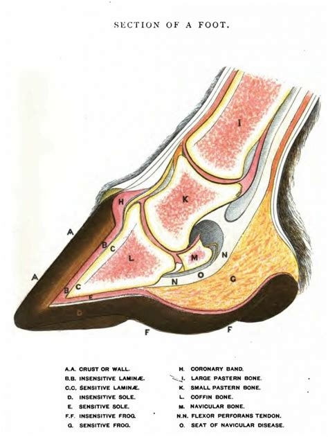 Dry bone is cut and polished before mounting on a slide. HOOFsmart · Basic Horse Hoof Anatomy Drawing - Cross ...