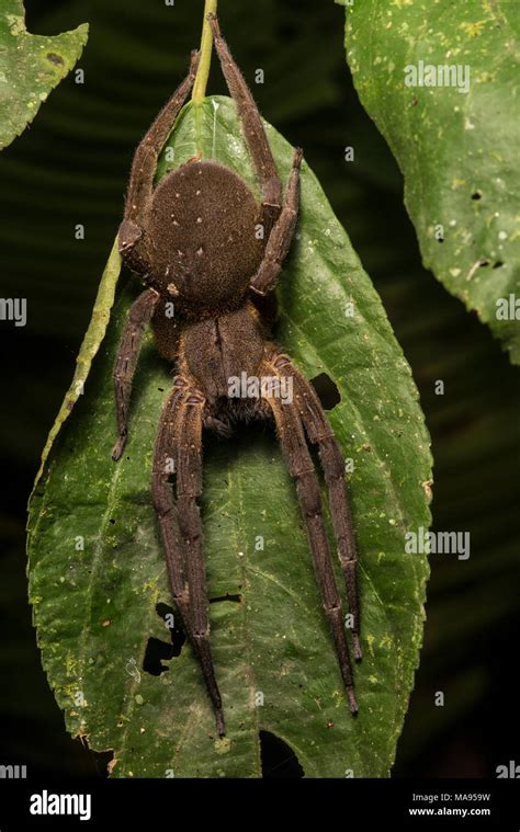 Brazilian Wandering Spider Babies