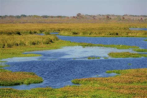 Brazos Bend State Park Pilant Lake Autumn Wetland Photograph By Katrina