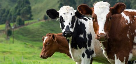 La Reproduction Chez La Vache Lessentiel à Retenir