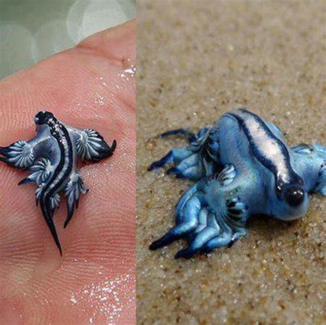 One Of The Worlds Rarest And Most Beautiful Shell Fish Bizarre