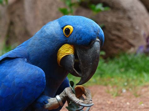 Fotos Gratis Pájaro Animal Fauna Silvestre Pico Macro Azul De