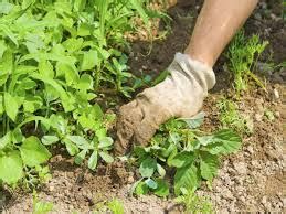 Beschäftigen sie sich mit zeigerpflanzen und lassen sie unkräuter in ihrem garten zu, um mehr. Unkraut im Garten - was tun? - Gartenbauverein-Schliersee