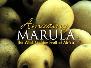 World Of Shopping The Delicious Taste Of Marula Fruit