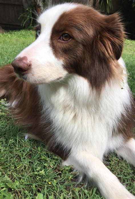 Pin By Hannah Bowers On Border Collie Dash Border Collie Puppies