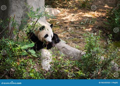 Young Panda Lying Down By A Tree And Eating Bamboo Stock Photo Image