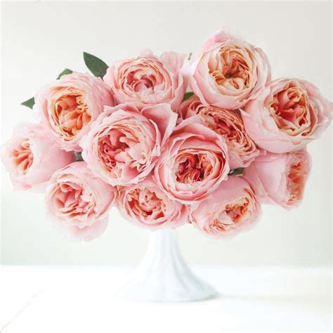 Princess Sakura Garden Roses Grown By Alexandrafarms Are Gorgeous