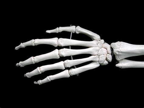 Bones Of The Hand