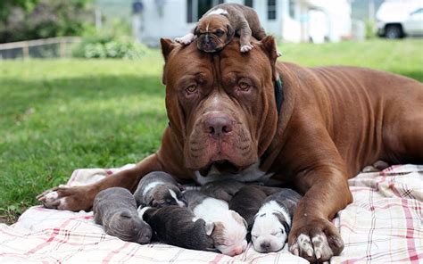 Bow Wow World S Largest Pit Bull The Hulk Fathers Puppies In Pictures