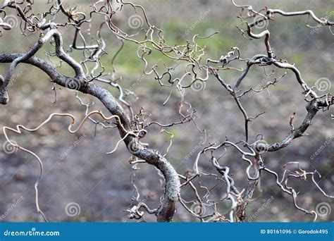 Curly Branch Tree Unusually Shaped Branches Nature Abstract Concept