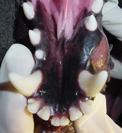 What A Dental Exam Of A 4 Year Old Coonhound Revealed Veterinary