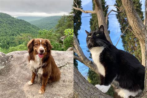 Meet The 2020 Winners Of Our Cutest Pets In Dallas Competition D Magazine