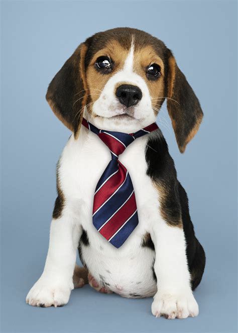 Best quality beagle male puppy and female pups available for sale in taskeen kennel delhi. Business beagle puppy wearing tie | Free Photo