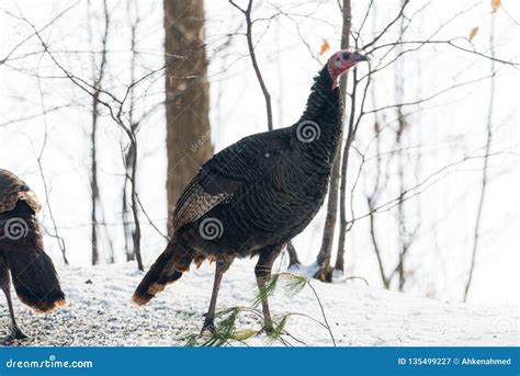 Eastern Wild Turkey Meleagris Gallopavo Silvestris Hens In A Wooded