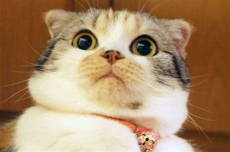 18 Cats Who Are Just As Surprised As You Are