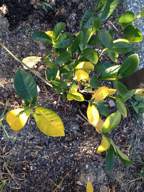 If your newly planted tree has leaves wilting, leaves turning yellow or looks like it's dying, try this. Epsom Salts Gardenia Yellow Leaves - Garden Ftempo
