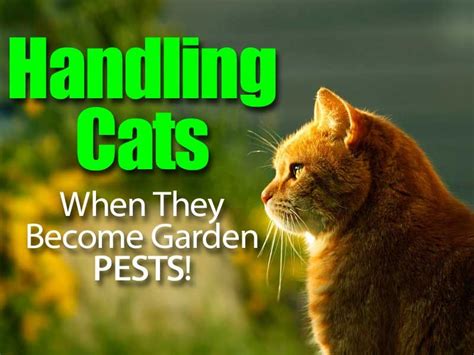 20 Toxic And Poisonous Plants For Cats Cat Plants Cats Garden Pests