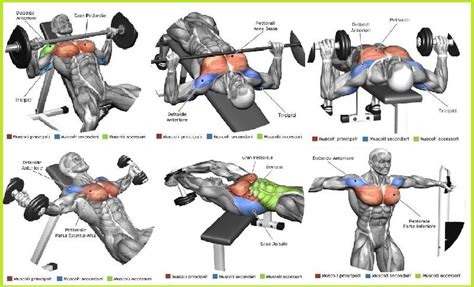The Top 5 Chest Muscle Exercises Chest Workouts Chest Workout Chest Workout Routine