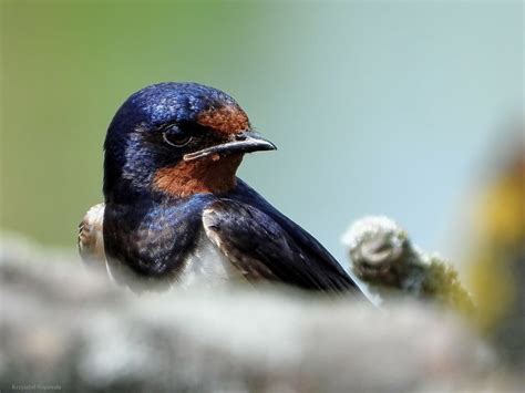 Dymówka Jaskółka Dymówka Hirundo Rustica Lato 2022 Okolice