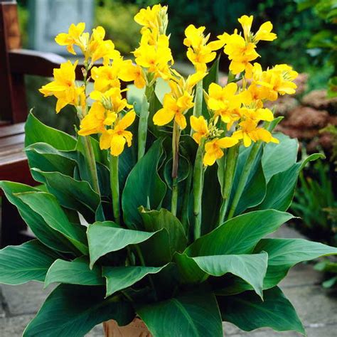 Growing to a height of 48 to 72 inches, 'tropicanna'® boasts dwarf cannas stay under 3 to 4 feet tall and are easy to fit into our downsized modern gardens. Canna Yara™ (pack of 3)
