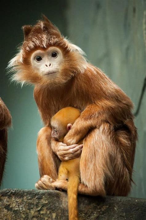 25 Most Cute Monkeys Photos That Will Blow Your Mind Animals