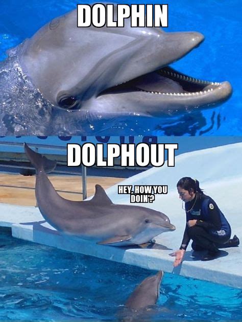 All About Funny Animals 10 Funny Dolphins To Make You Laugh Funny