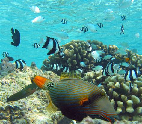 Free Images Sea Ocean Wildlife Tropical Swimming Coral Reef