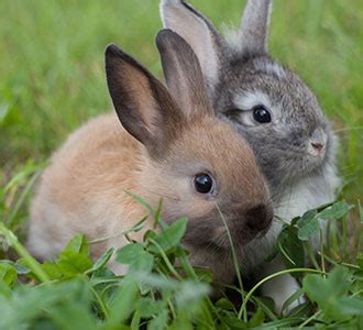 Rabbit meat carries the immense amounts of digestible proteins, most lowering cholesterol and fat of all types of meat. STARTING A PROFITABLE AGRI-BUSINESS RABBIT FARMING IN NIGERIA