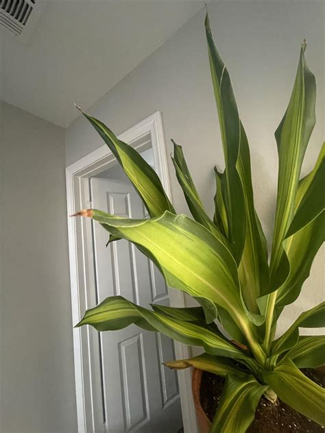 Whats Wrong With My House Plant Rhouseplants