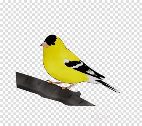 American Goldfinch Clipart Transparent Background Clip Art Library