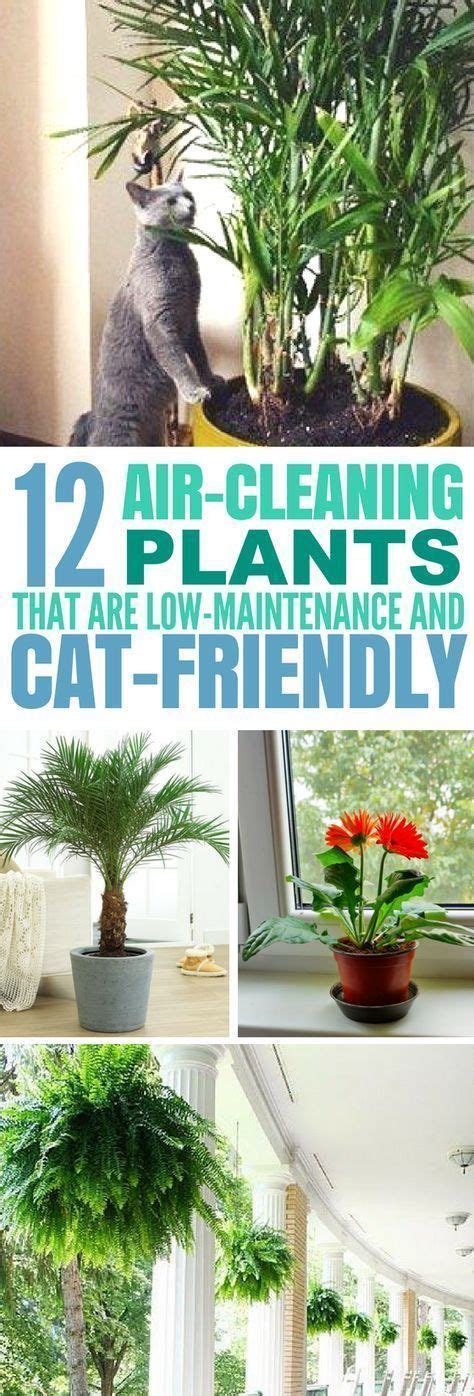 12 Common Houseplants Safe For Cats That Filter Your Air Air Cleaning