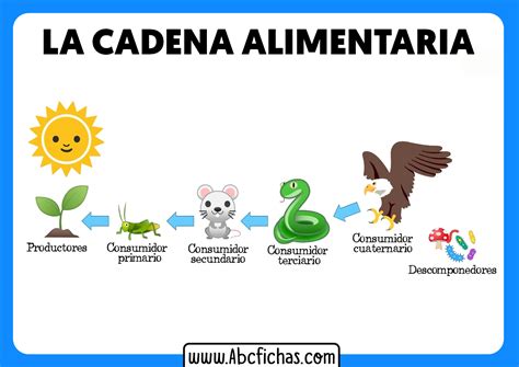 La cadena alimentaria para niños ABC Fichas