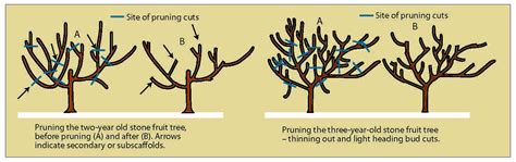 For mature fruit trees, use a pruning saw. Fruit Tree Pruning For Dummies | TcWorks.Org