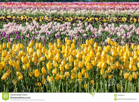 Colorful Tulip In Tulip Farm Stock Photo Image Of Nature Place 44930674