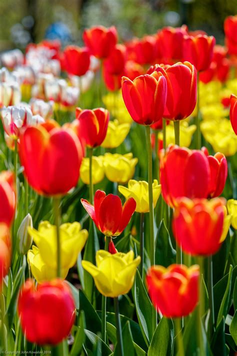One Million Tulips Canadian Tulip Festival May Photographer John Kowalski Tulip Bulbs