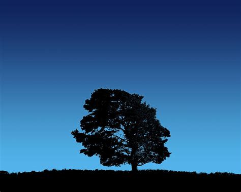 Tree On Blue Sky Wallpapers Wallpapers Hd