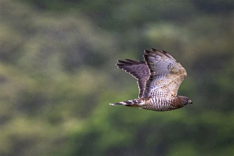 Broad Winged Hawk Nature And Wildlife Image Collection