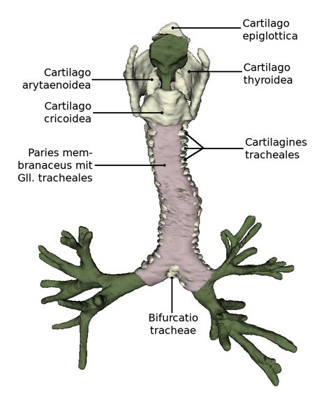 Anatomi Trachea