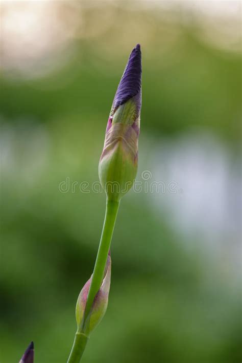 Closeup Of A Single Purple Iris Flower Bud Stock Photo Image Of