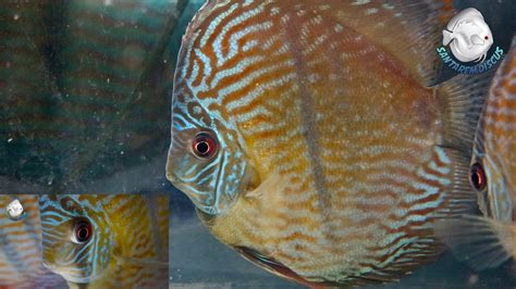 Discus Since 1987 The Most Rare Wild Discus