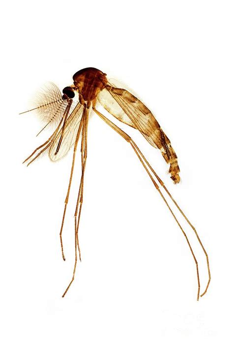 Culex Mosquito Male Photograph By Dr Keith Wheelerscience Photo Library